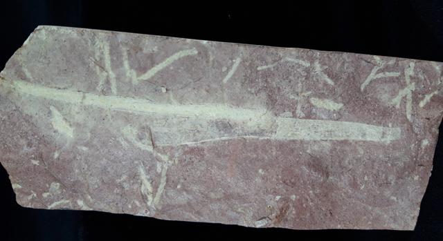 Desmiophyllum gothanii (FLORIN 1936) - Bild © FossNet FossilienStore